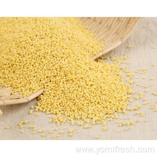 Proso Millet Rice